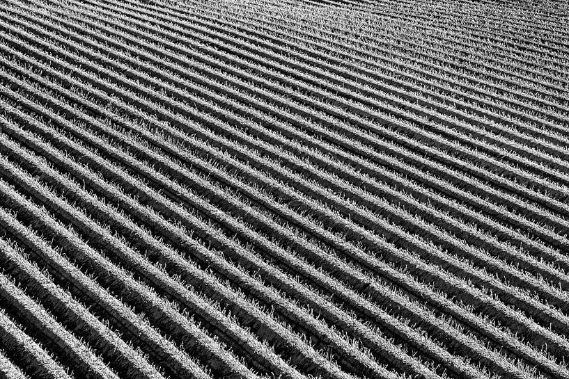 Graphic art in Friesland by Kees Kroon