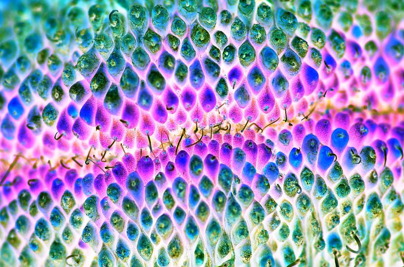 Serpent de couleur par De Rover