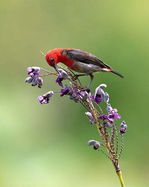 Sulawesi dwarf honeyeater in search of honey by Anges van der Logt