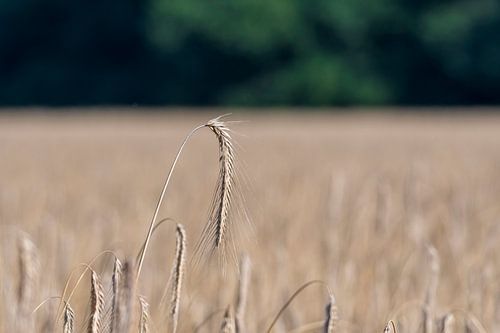 Rye in the rye field