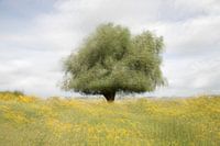 Baum am Fluss