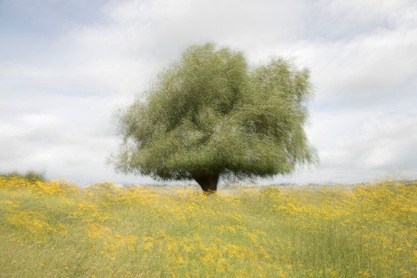 Tree by the river by Petra Kilwinger