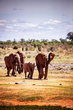 Rode Olifanten op Safari in Tsavo East National Park gefotografeerd van Fotos by Jan Wehnert