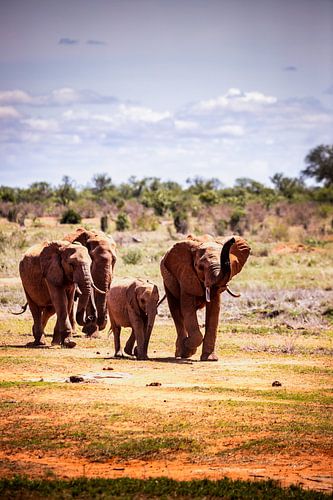 Rode Olifanten op Safari in Tsavo East National Park gefotografeerd