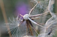dandelion art