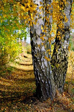Bouleau d'automne sur Ostsee Bilder