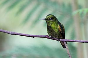 Colibri