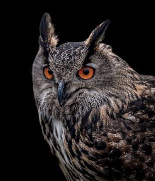Portrait of an eagle owl by Marjolein van Middelkoop