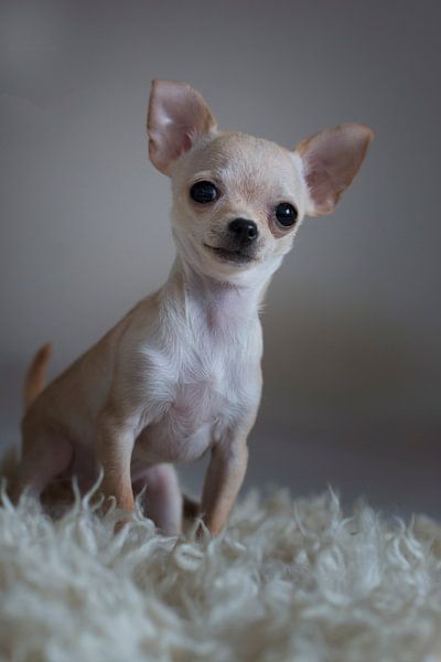 chihuahua par emmie van der knokke