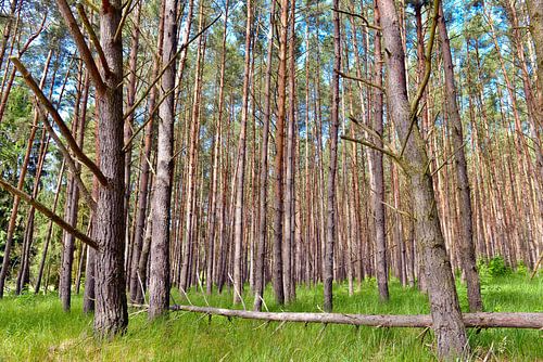 Märchenhafter Kiefernwald im Biosphären-Reservat der Schorfheide von Silva Wischeropp