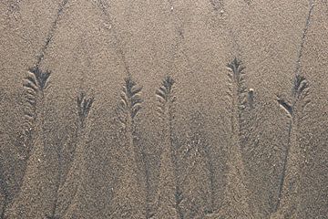 Arbres de sable sur Jarno van Bussel