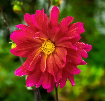 Macro d'une fleur de dahlia sur ManfredFotos