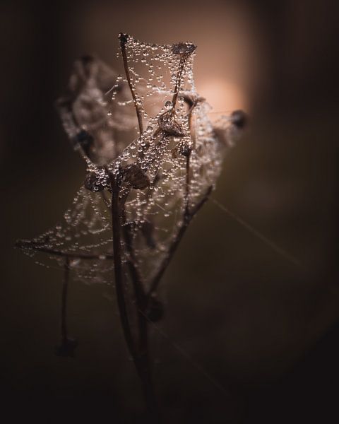 Caught in a web of droplets dark & moody van Sandra Hazes