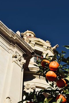 Sinaasappelboom in Valencia