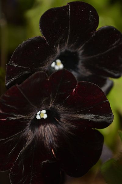 Zwarte Petunia van FotoGraaG Hanneke