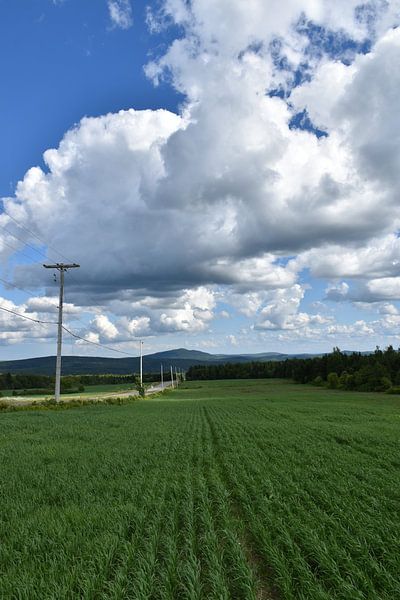 A field of oats in the spring by Claude Laprise