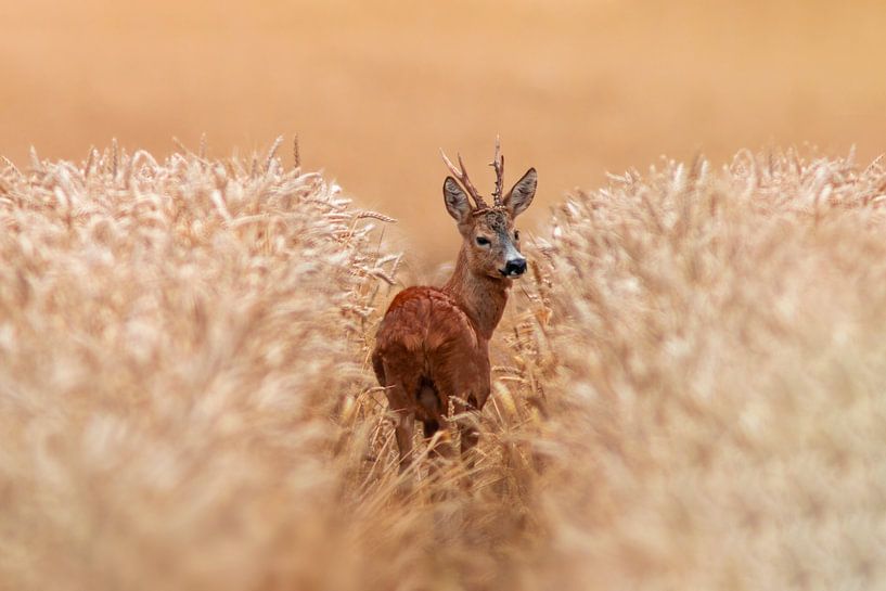 un chevreuil mâle (Capreolus capreolus) se tient dans une ornière dans un champ de blé par Mario Plechaty Photography