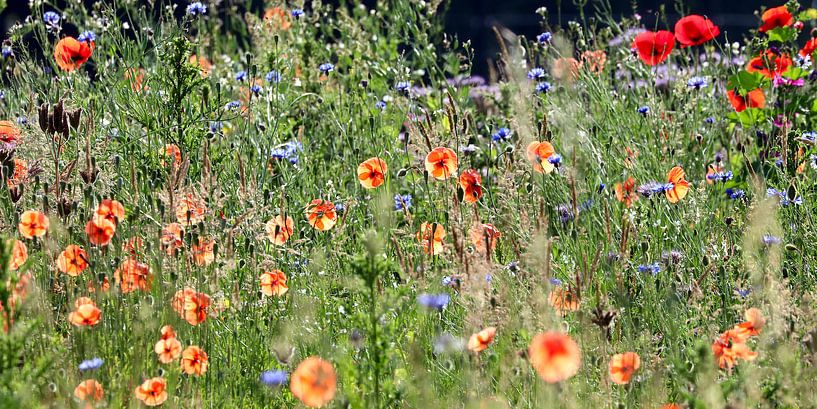 Berm en Lente by Elbert Brethouwer