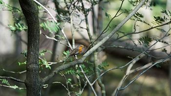 A highlighted robin