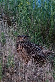 Europaeischer Uhu ( Bubo bubo ), Altvogel am späten Abend, in der Nacht , wildlife van wunderbare Erde