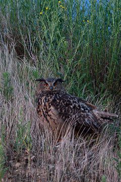 Eurasian Eagle Owl ( Bubo bubo ), adult, sitting, watching for its chicks, bright orange eyes, at du van wunderbare Erde