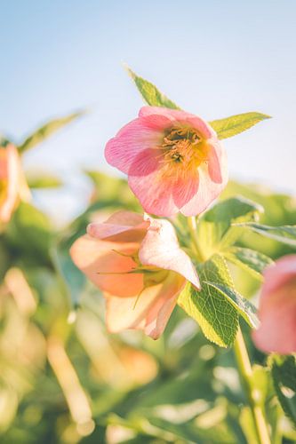Rose de printemps en fleur, helleborus