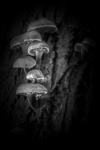 Gewoon fluweelpootje van Marcel van Kan