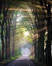 Sunny road by Bassie's winkel thumbnail