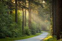 The first rays of sunshine in the forest