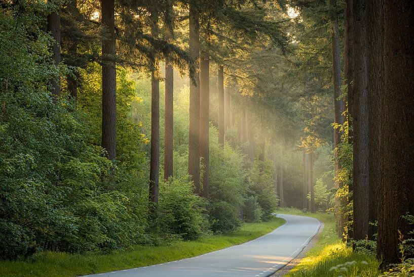 The first rays of sunshine in the forest by Eefje John
