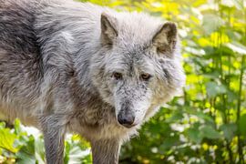 Der wachsame wolf im Grünen Wald von Triki Photography