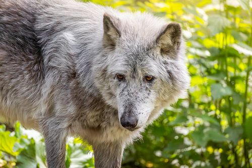 Waakzame wolf in het Groene Woud