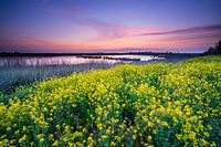 Raps bei den Onlanden