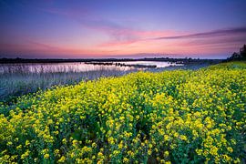 Rapeseed at the Onlanden by Ron ter Burg