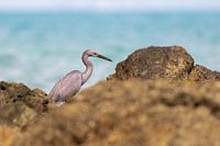 A heron fishing among the rocks in Thailand