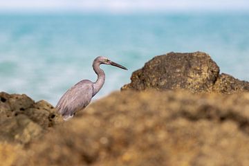 Een reiger vissend tussen de rotsen in Thailand van Piet Hein Schuijff