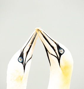 les fous amoureux