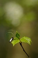 emerald fritillary moth