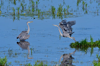 Grijze reiger