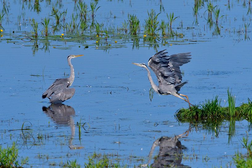 Grey Heron by Karin Jähne