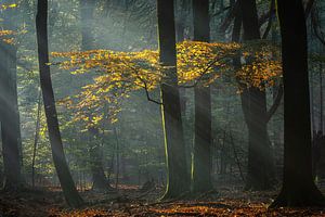 Lost in the magic forest van Costas Ganasos