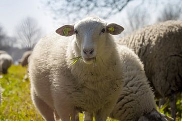 Schaap in de lente van Callista de Sterke