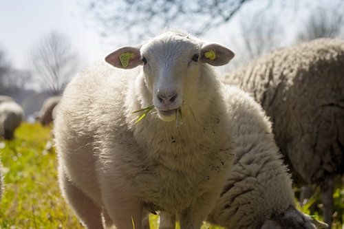 Schaap in de lente