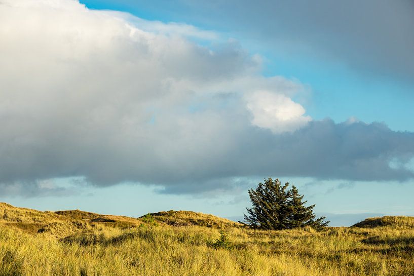 Landschaft in den Dünen auf der Insel Amrum van Rico Ködder