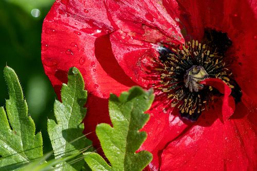 Bright red poppy in the sun.