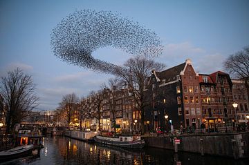 Zwerm Spreeuwen boven Amsterdam van Richard Wareham