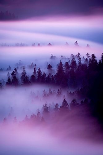 Lila Nebel über dem Hügel von Sam Mannaerts