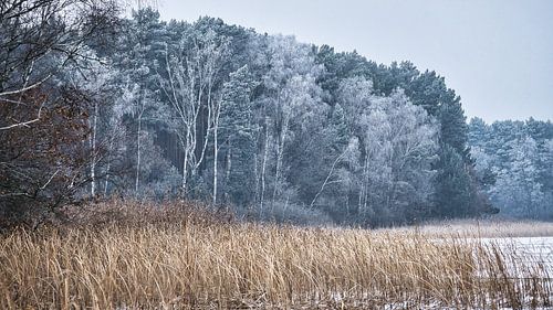 Winter lake with reeds and frost-covered forest in the background.
