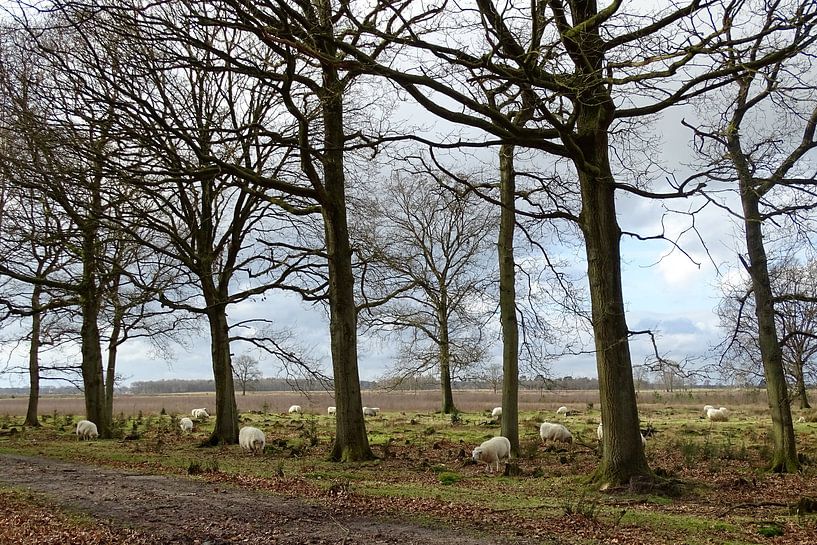 Schafe in Drenthe von Tineke Laverman