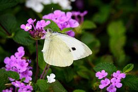 Small White by Ellen de Ridder